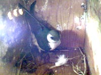 First white feather on May 10